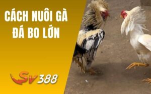 Cách Nuôi Gà Đá Bo