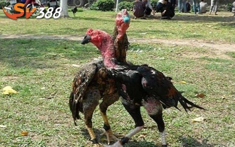 Cách vần gà trước khi thi đấu mang lại nhiều lợi ích Cách vần gà trước khi thi đấu mang lại nhiều lợi ích