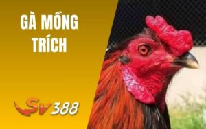 Gà Mồng Trích